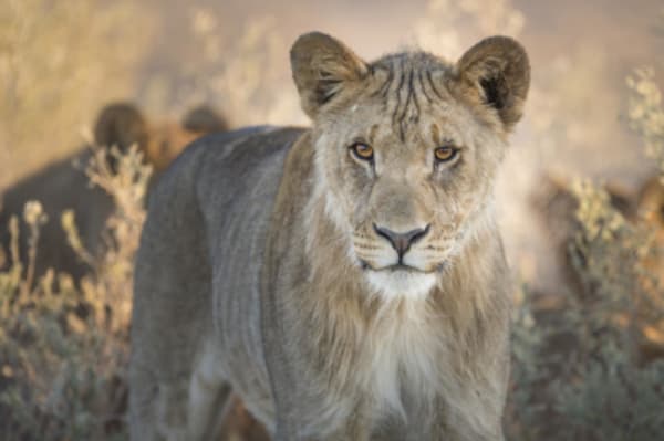 Luxury Namibia - 23