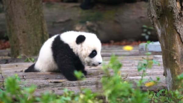 Essential of China with Chengdu and Lhasa - 17