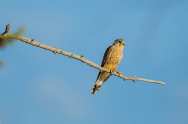 Waterways and Wildlife of Mongolia - 5