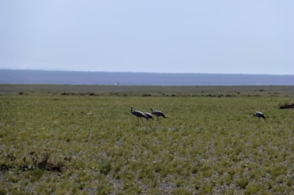 Waterways and Wildlife of Mongolia - 19