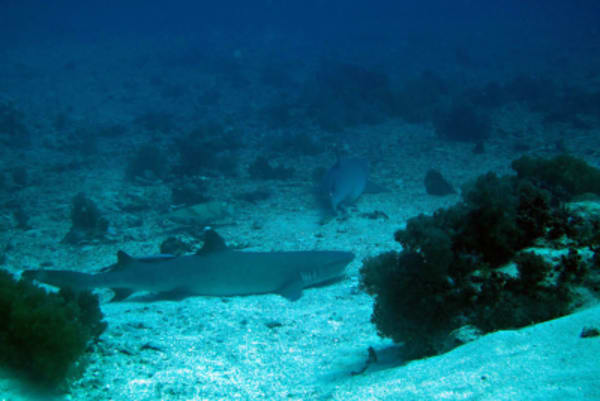 Visayas Dive Safari: Cebu, Negros and Bohol - 8
