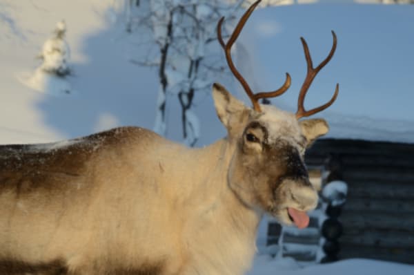 Ultimate Northern Lights Adventure in Finland - 8