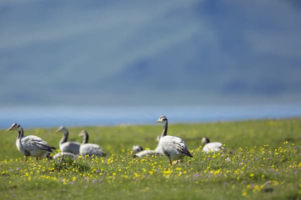 A Journey Through Legendary Mongolia - 18