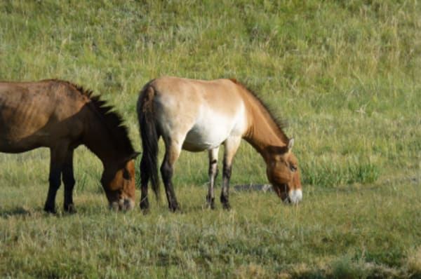 A Journey Through Legendary Mongolia - 30
