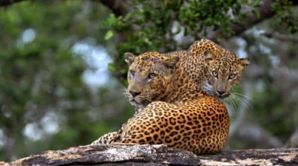 Absolute Luxury in  Sri Lanka (Luxurious getaway) - 16