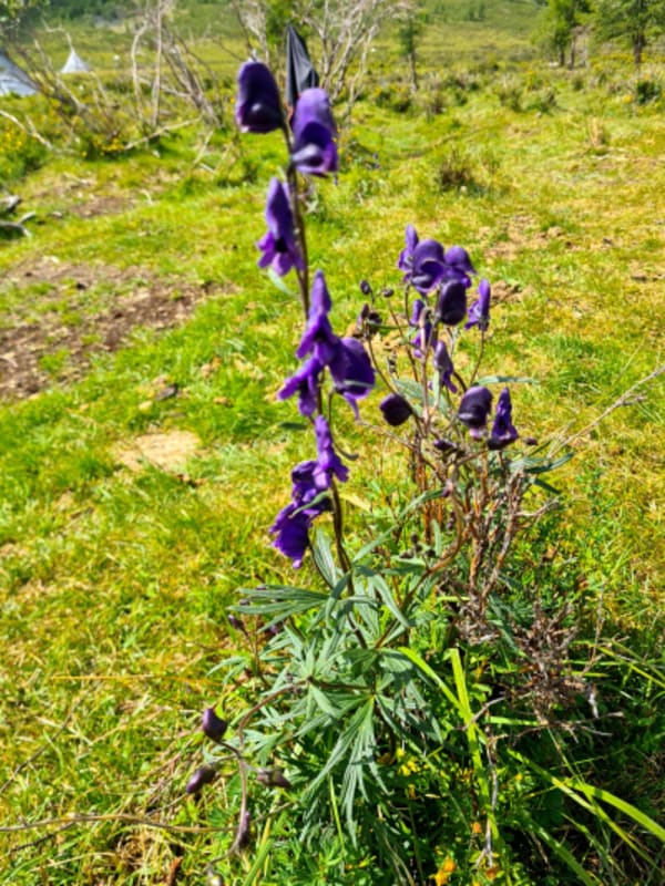 Taiga Trails: A Majestic Horse Trek to the Dukha Reindeer Herders - 13