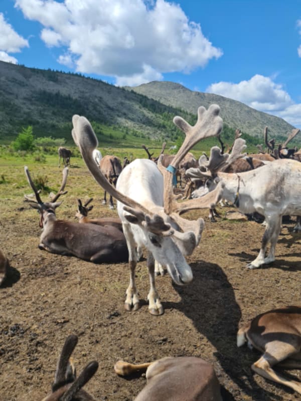 Taiga Trails: A Majestic Horse Trek to the Dukha Reindeer Herders - 17