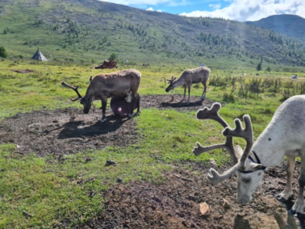 Taiga Trails: A Majestic Horse Trek to the Dukha Reindeer Herders - 20