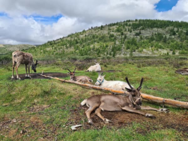 Taiga Trails: A Majestic Horse Trek to the Dukha Reindeer Herders - 22