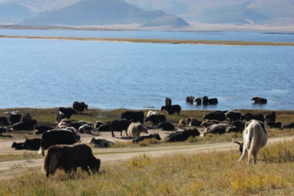 Taiga Trails: A Majestic Horse Trek to the Dukha Reindeer Herders - 36