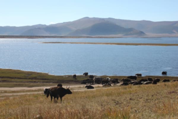 Taiga Trails: A Majestic Horse Trek to the Dukha Reindeer Herders - 38
