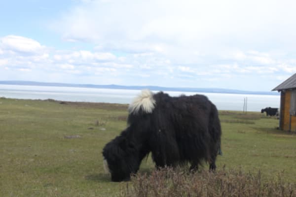 Taiga Trails: A Majestic Horse Trek to the Dukha Reindeer Herders - 4