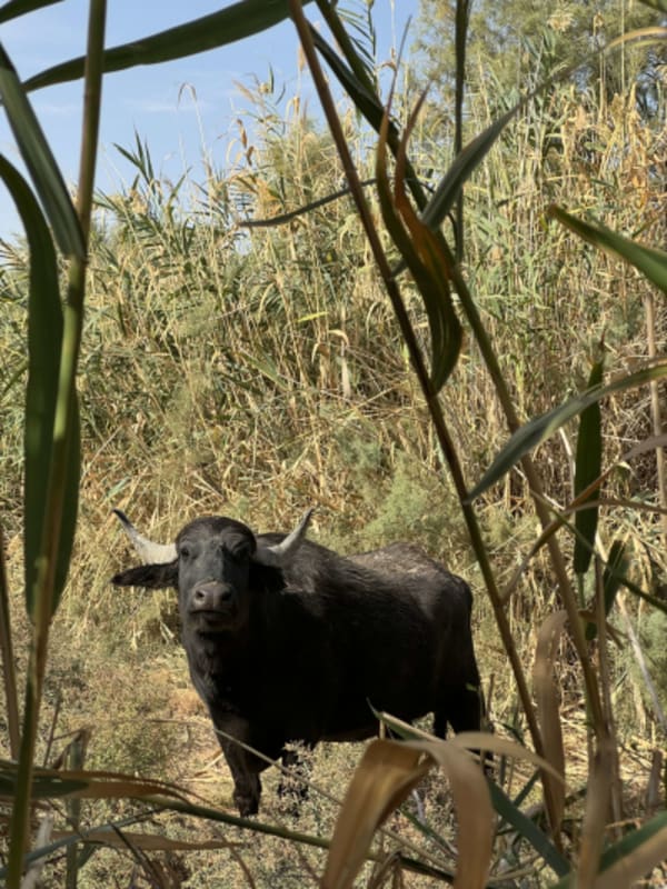 Exploring the Wonders of East Jordan - 6