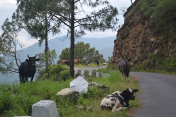 Eastern Bhutan Explorer - 8