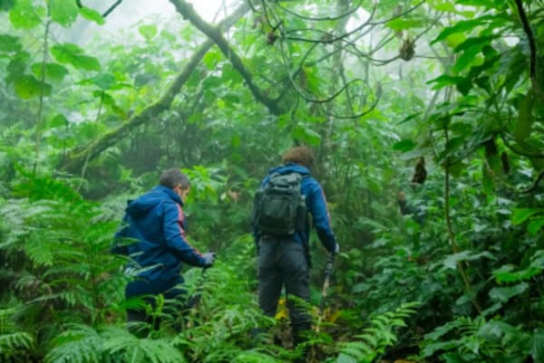 Rwanda Wildlife Safari & Gorilla Adventures - 14