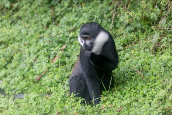 Luxury Adventure & Cultural Journey with Gorillas - 20