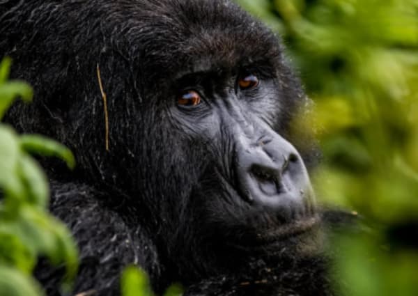 Luxury Adventure & Cultural Journey with Gorillas - 13