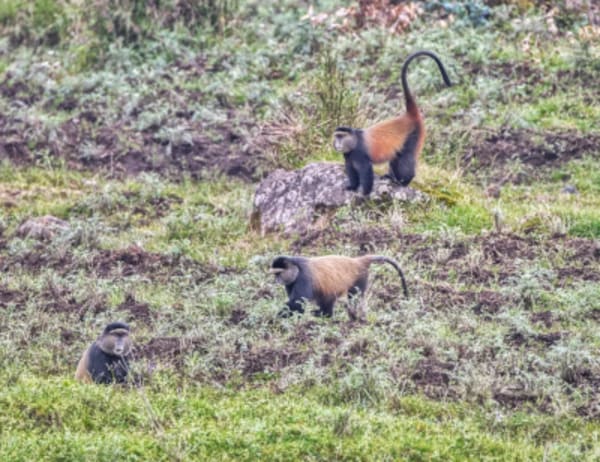 Kayak, Bike & Hike Rwanda & See the Gorillas - 25
