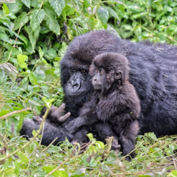 Kayak, Bike & Hike Rwanda & See the Gorillas - 26