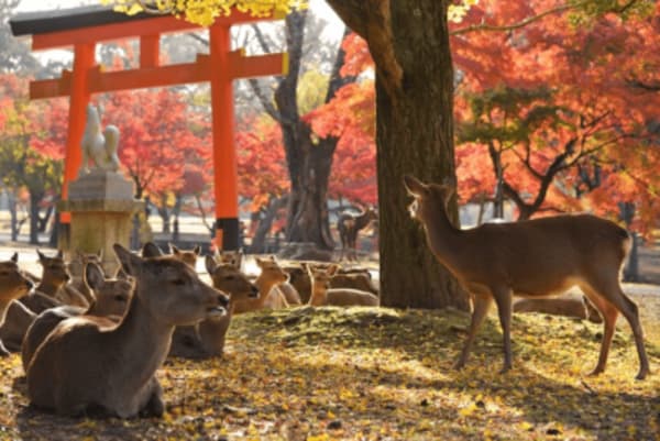 Japan Share a Trip - 19