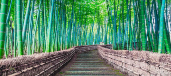 Best of Osaka, Kyoto and Hiroshima 6 Days - 27