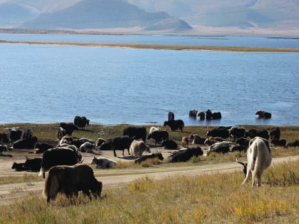 The Great West Expediton:  Arkhangay, Zavkhan, Altai and Almakuk Eagle Festival - 40