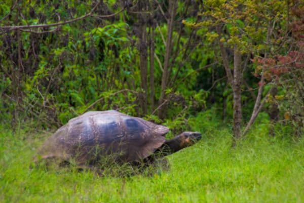 13-night Perú, Ecuador & The Galapagos - 15