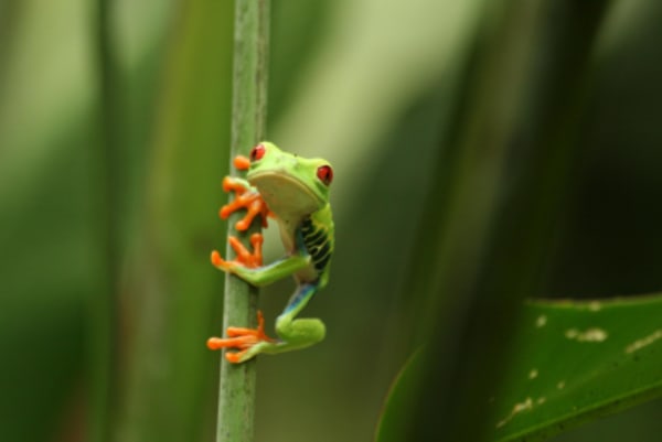 Family Adventure in Costa Rica - 1