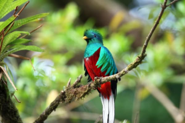 Jungles, Beaches & Volcanos - 13