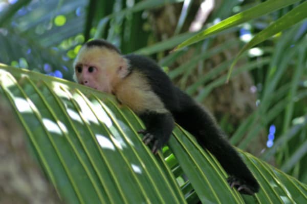 Jungles, Beaches & Volcanos - 15