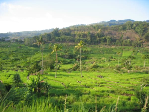 Bali and Flores Culture, Wildlife and Coast - 12