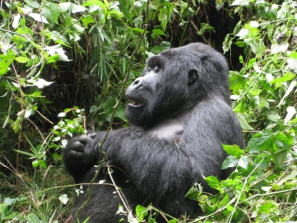 Best of Rwanda - 1
