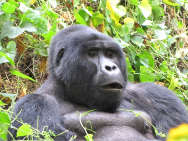Rwanda Gorilla Tracking - 1