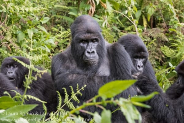 Round Trip in Uganda - 2