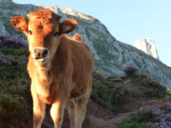 Trekking in Picos de Europa - 2