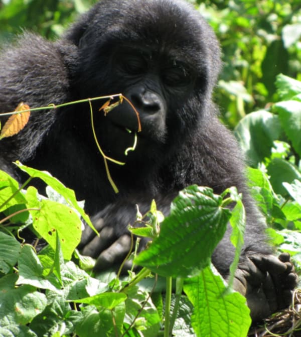 Primate Trip in Uganda - 1
