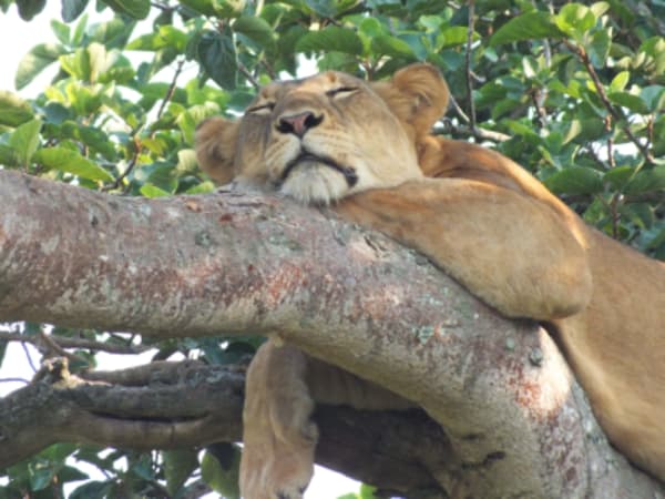 Wildlife in Uganda - 1