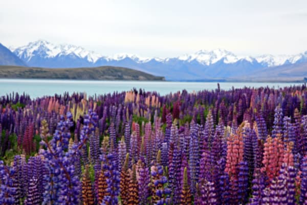 From Queenstown to Christchurch - 1