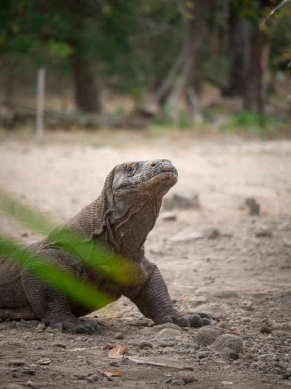DISCOVER INDONESIA. From the Sumatran jungles to Komodo passing through Java and Bali. - 22