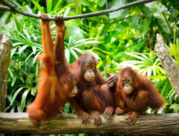 The culture and history of Java and the wild life of Indonesian Borneo - 1