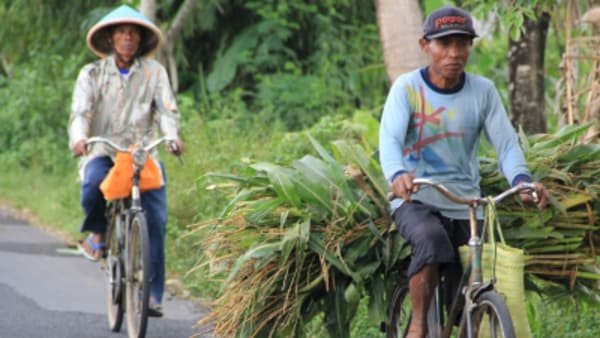 The culture and history of Java and the wild life of Indonesian Borneo - 5