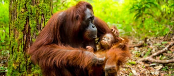The culture and history of Java and the wild life of Indonesian Borneo - 20