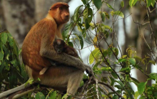 The culture and history of Java and the wild life of Indonesian Borneo - 18