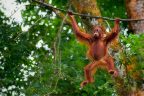 Wildlife Trail of Borneo - 9