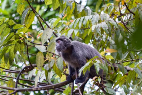 Wildlife Trail of Borneo - 35