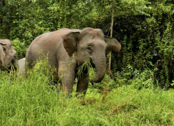 Wildlife Trail of Borneo - 26