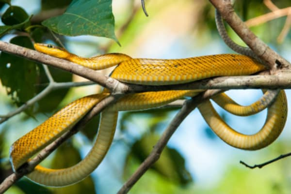 Wildlife Trail of Borneo - 32