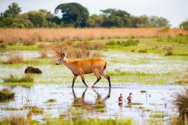 Family adventure  - Wildlife Adventure in the Argentinian Jungle - 8