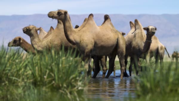 Flavours of Mongolia - 10