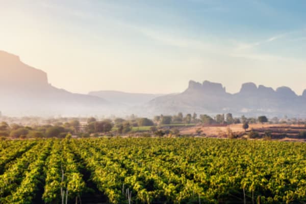 Northern & Western Golden Triangle of India Vineyard Special - 19